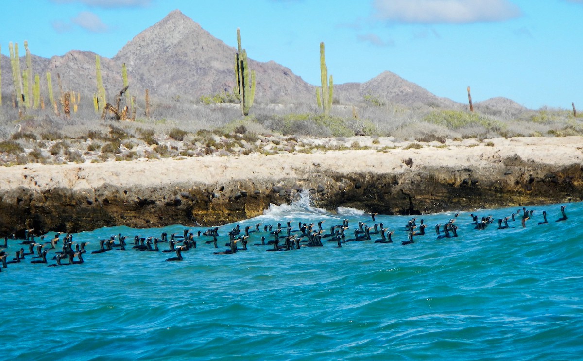 Double-crested Cormorant - ML121982241