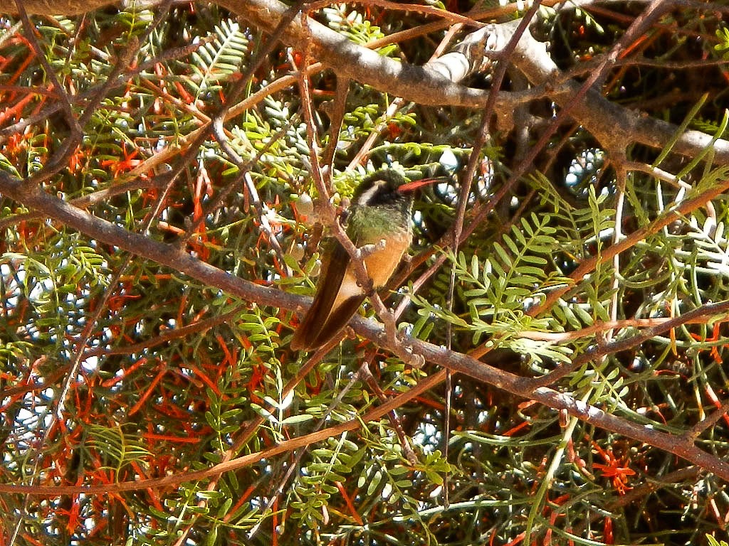 Colibrí de Xantus - ML121982791