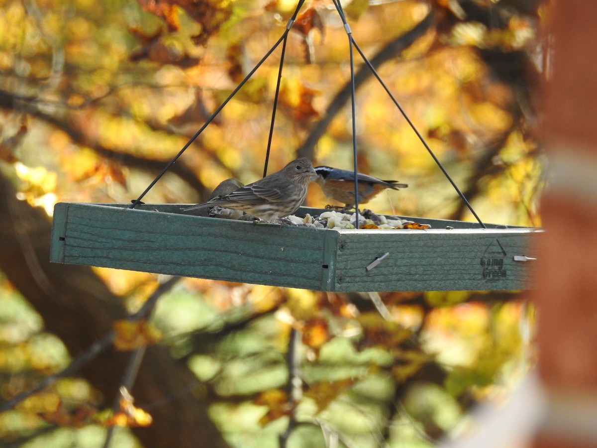 Red-breasted Nuthatch - ML121984581