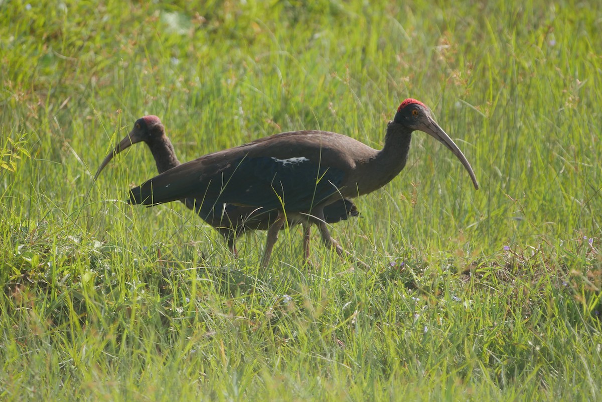 Red-naped Ibis - Jen Walsh Fisher