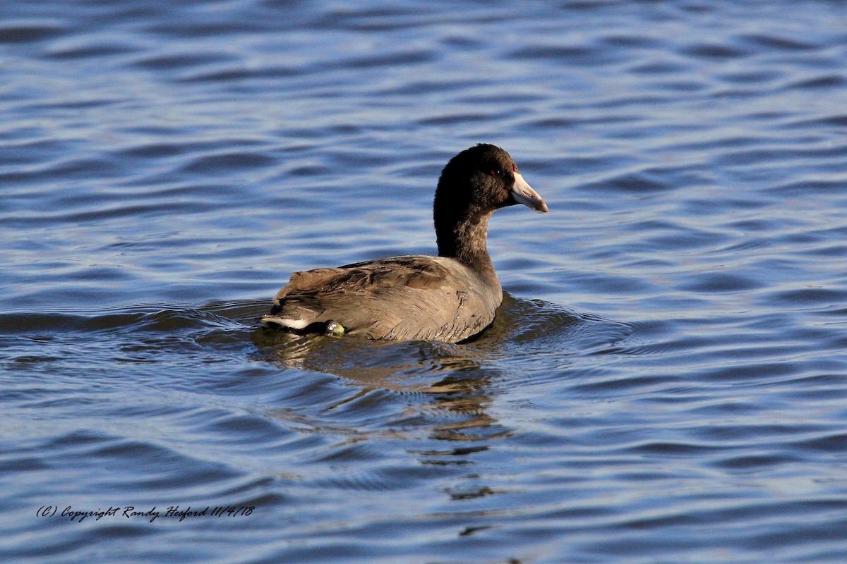 American Coot - ML121986211