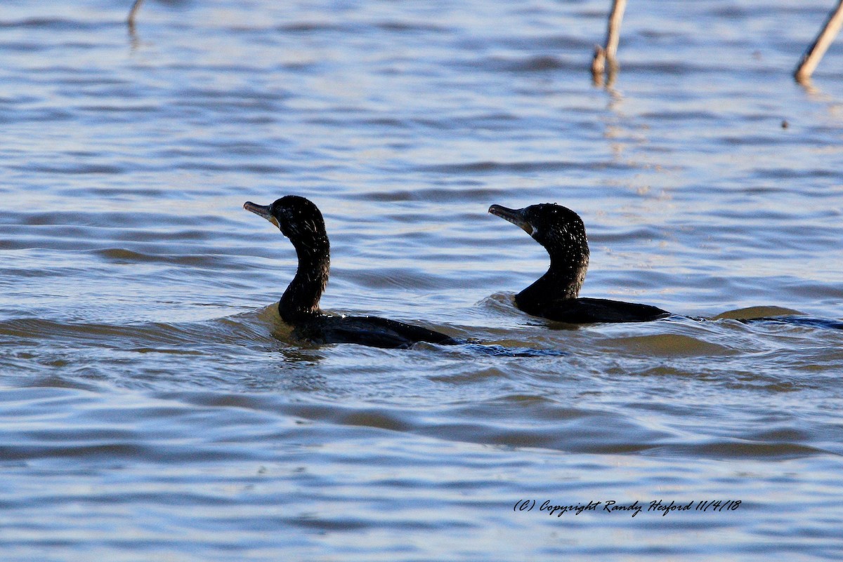 Neotropic Cormorant - Randy Hesford