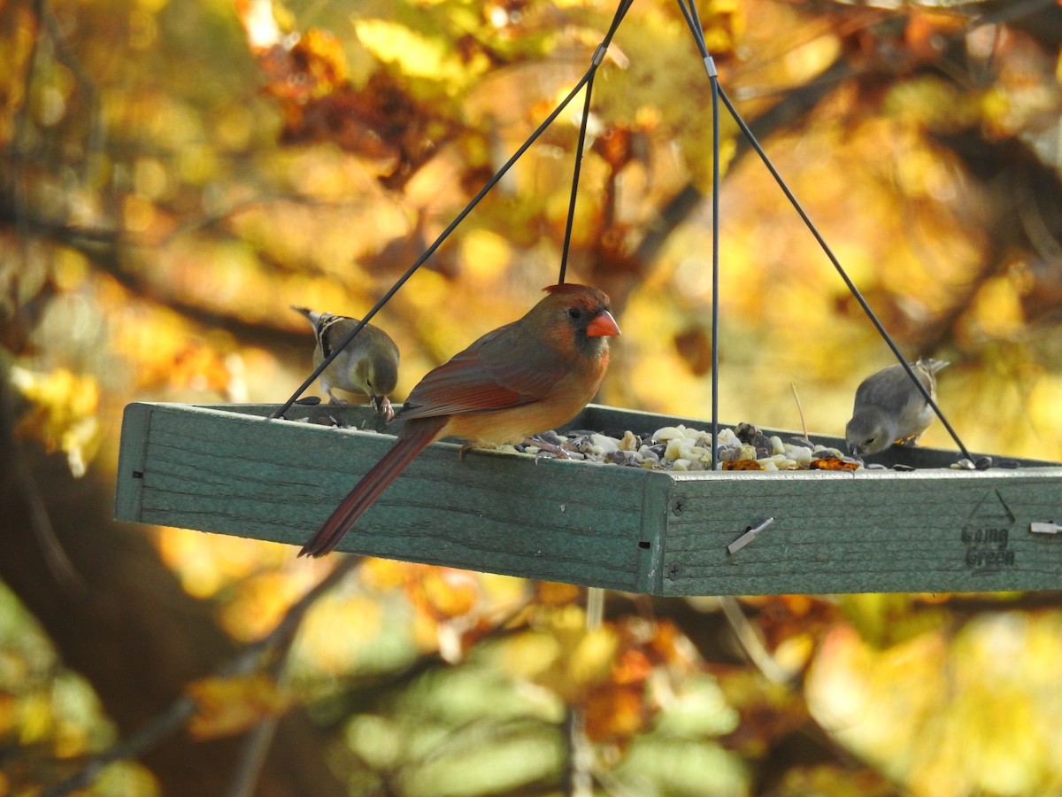 Northern Cardinal - ML121986531