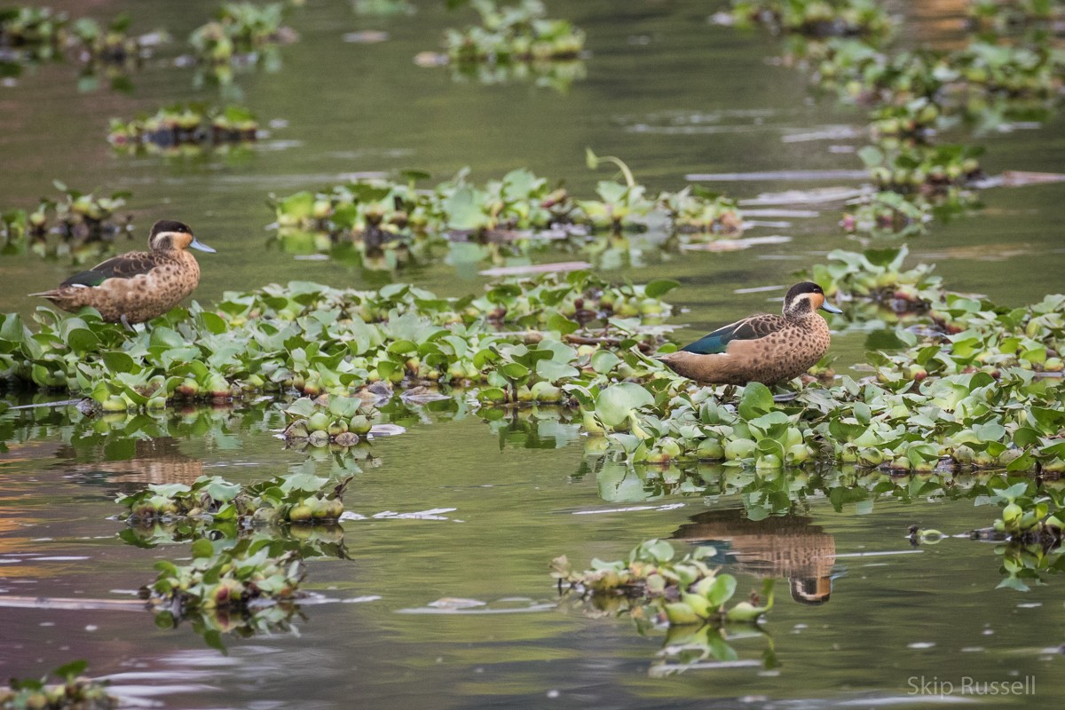 Blue-billed Teal - Skip Russell