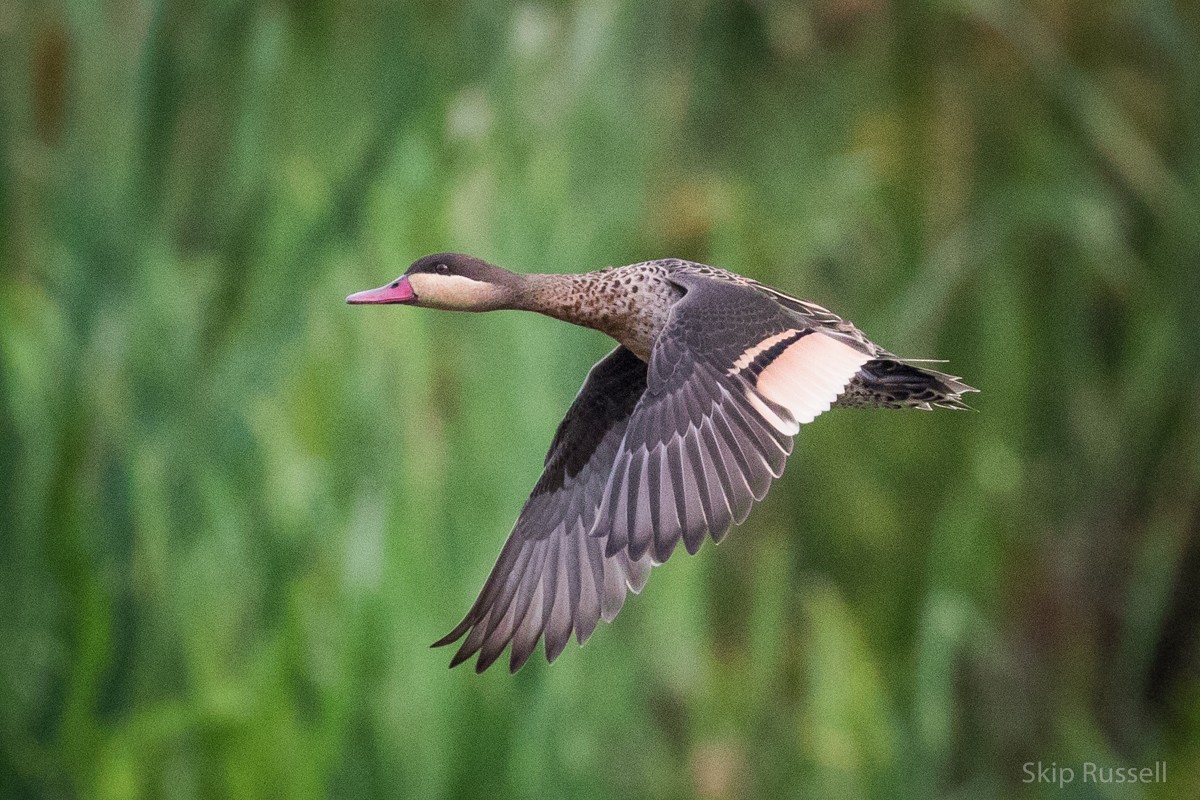 Red-billed Duck - ML121989091