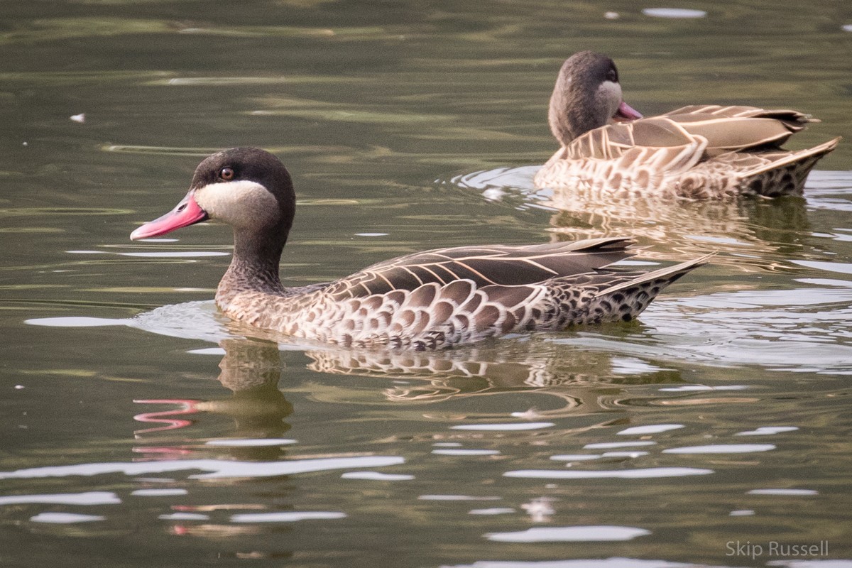 Red-billed Duck - Skip Russell