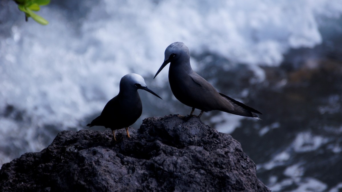 Black Noddy (melanogenys) - ML121989311