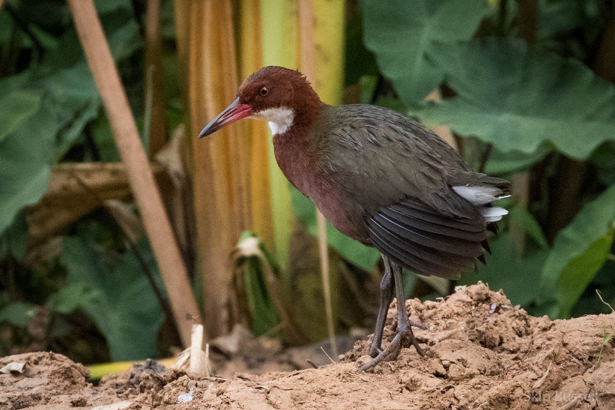 White-throated Rail - ML121989401