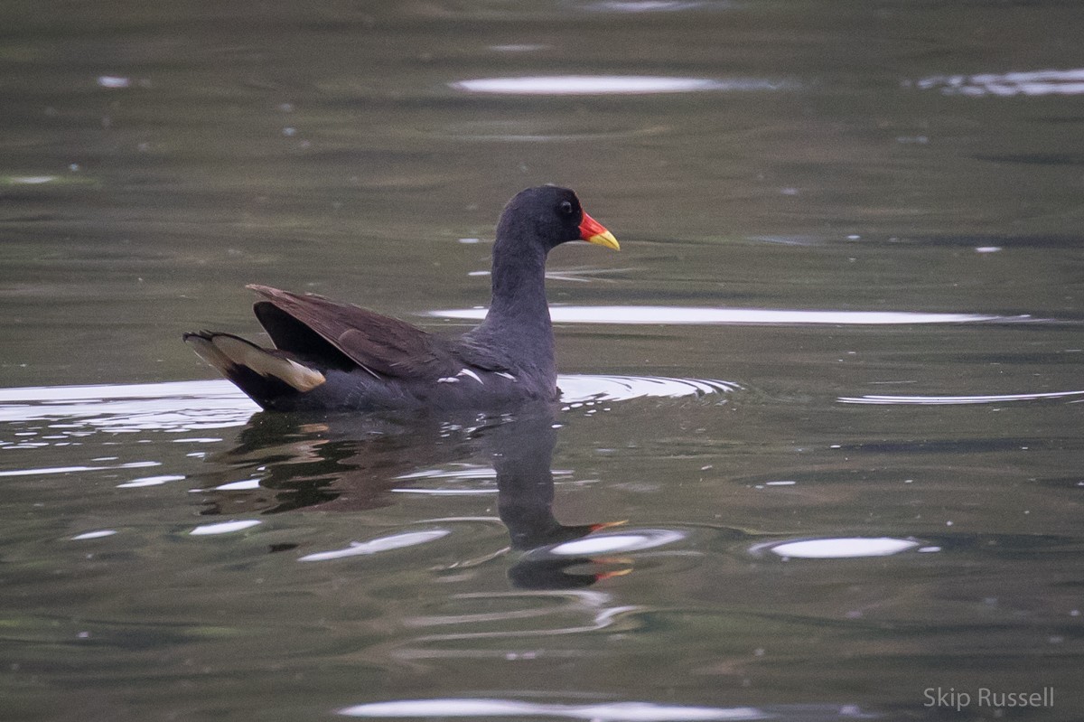 Eurasian Moorhen - ML121989451