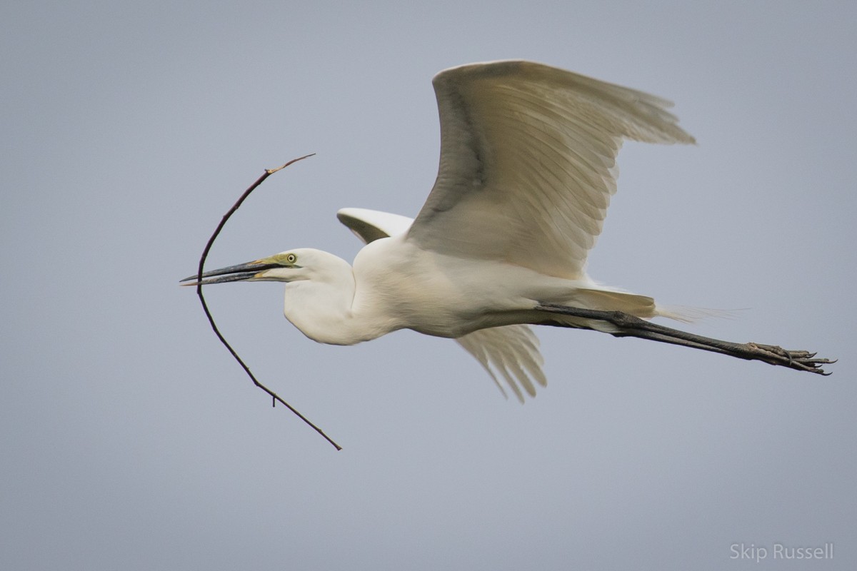 Great Egret (African) - Skip Russell