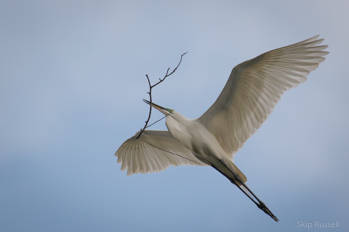 Great Egret (African) - Skip Russell