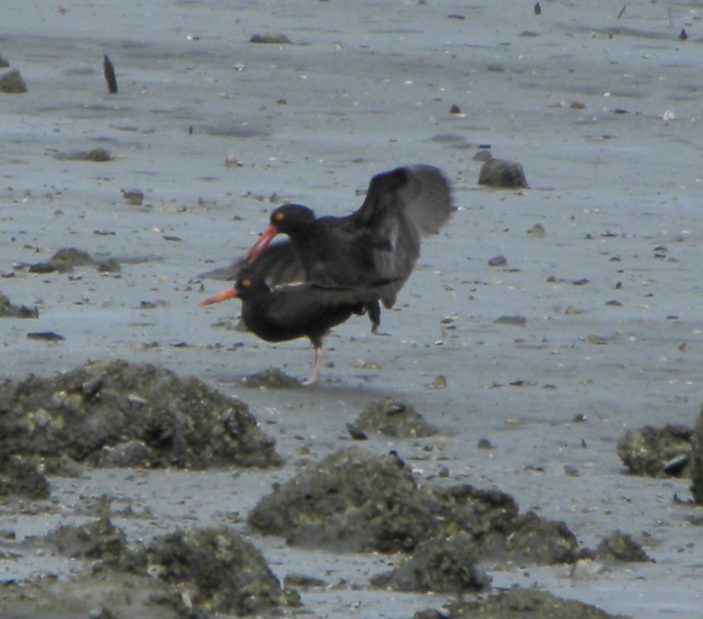 Black Oystercatcher - ML121989881