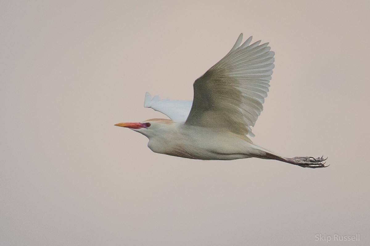 Western Cattle Egret - ML121990131