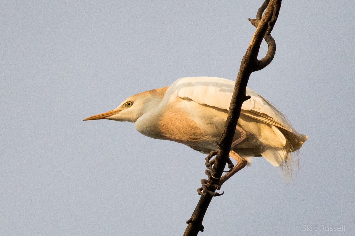 Western Cattle Egret - ML121990161