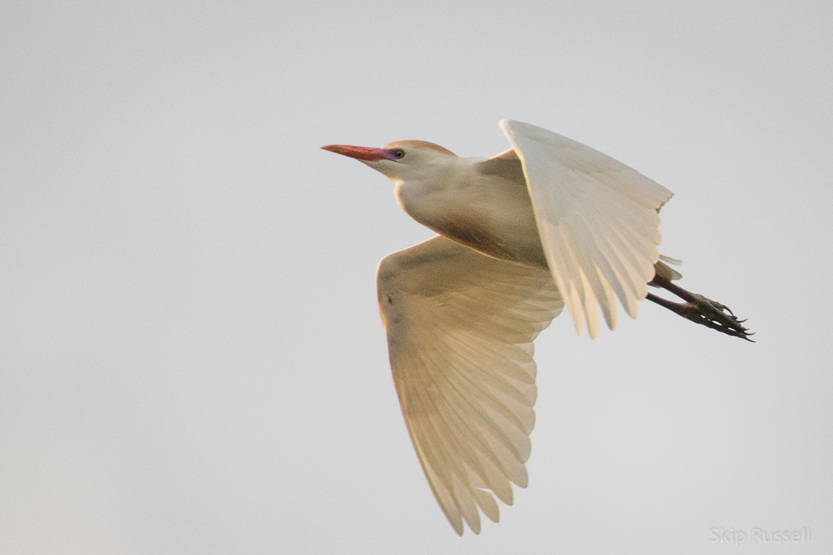 Western Cattle Egret - ML121990201