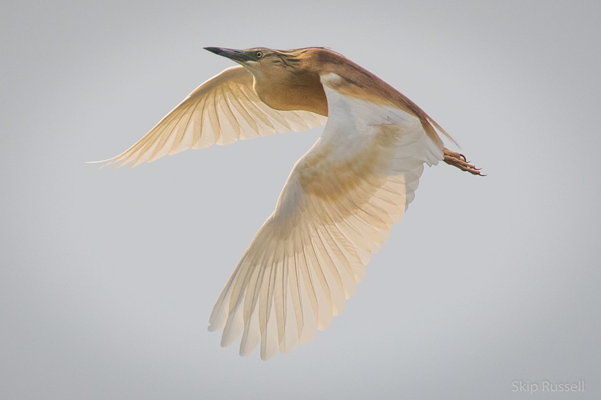 Squacco Heron - Skip Russell