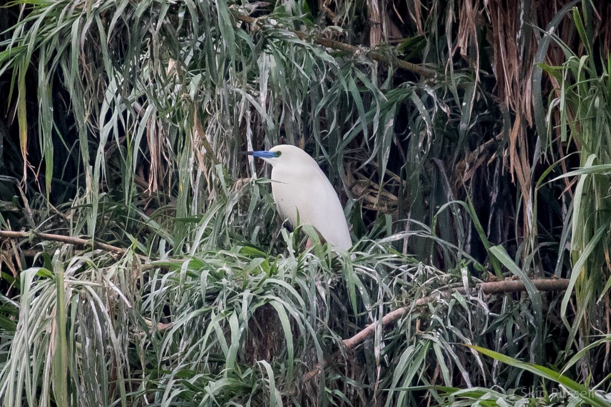 Malagasy Pond-Heron - Skip Russell