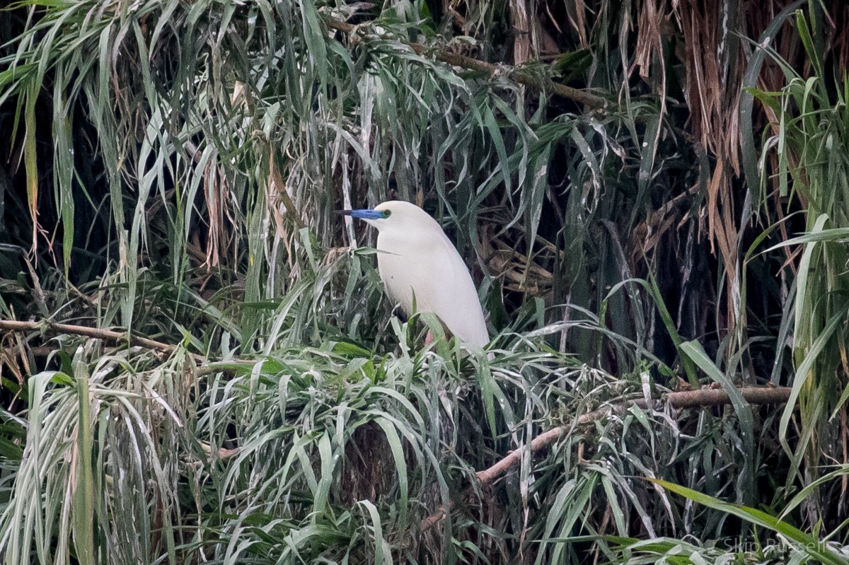 Malagasy Pond-Heron - ML121990311