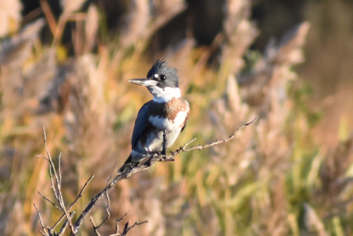 Belted Kingfisher - ML121990541