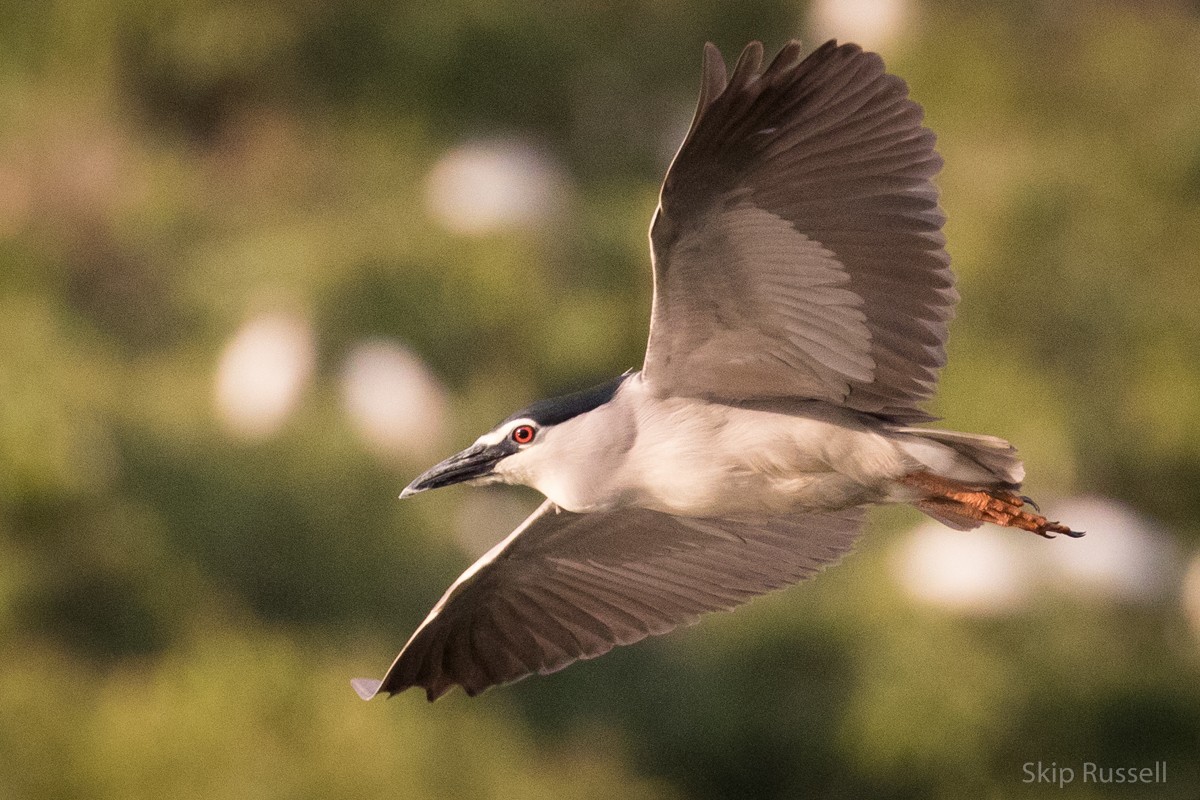 Black-crowned Night Heron - ML121990661