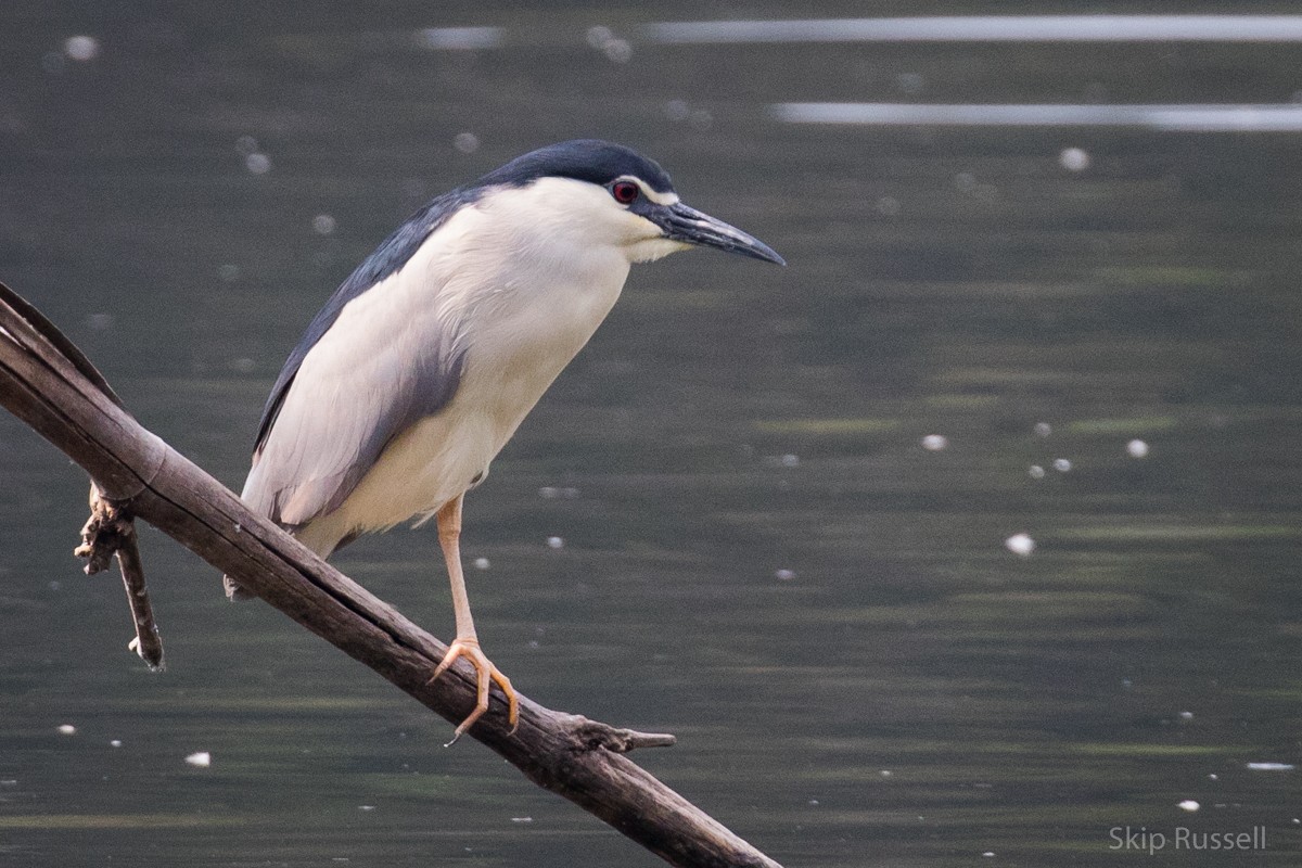 Black-crowned Night Heron - ML121990691