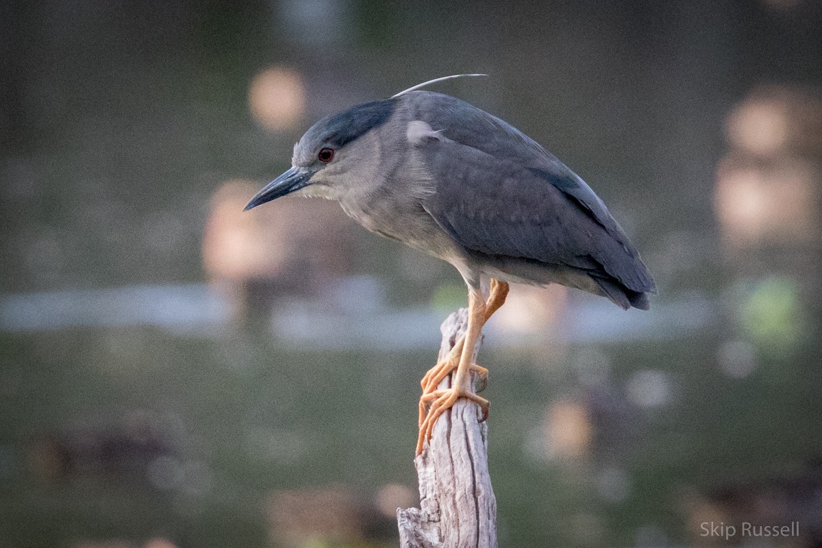 Black-crowned Night Heron - ML121990721