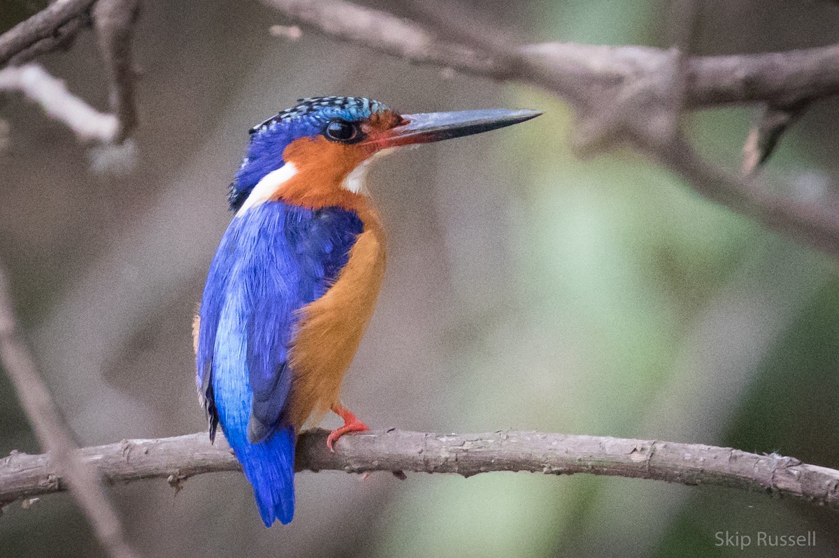 Malagasy Kingfisher - Skip Russell