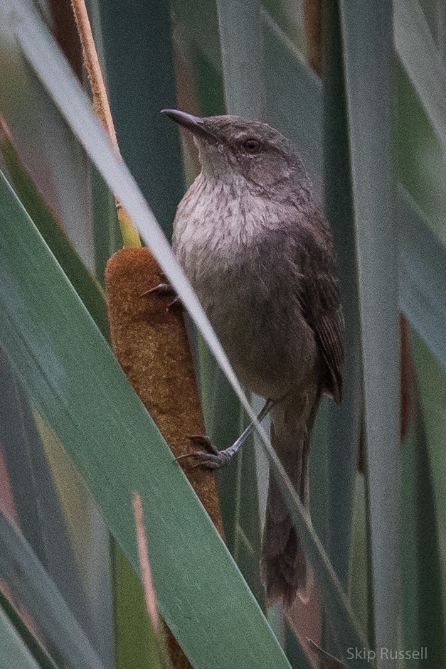 Madagascar Swamp Warbler - ML121990821