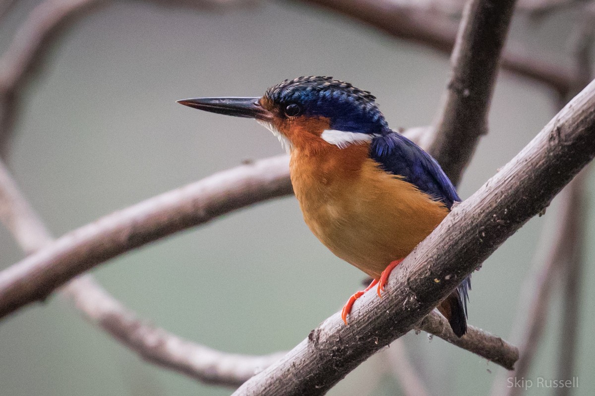 Malagasy Kingfisher - Skip Russell