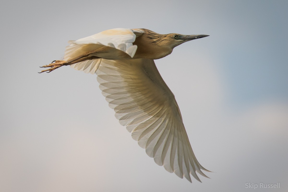 Squacco Heron - Skip Russell