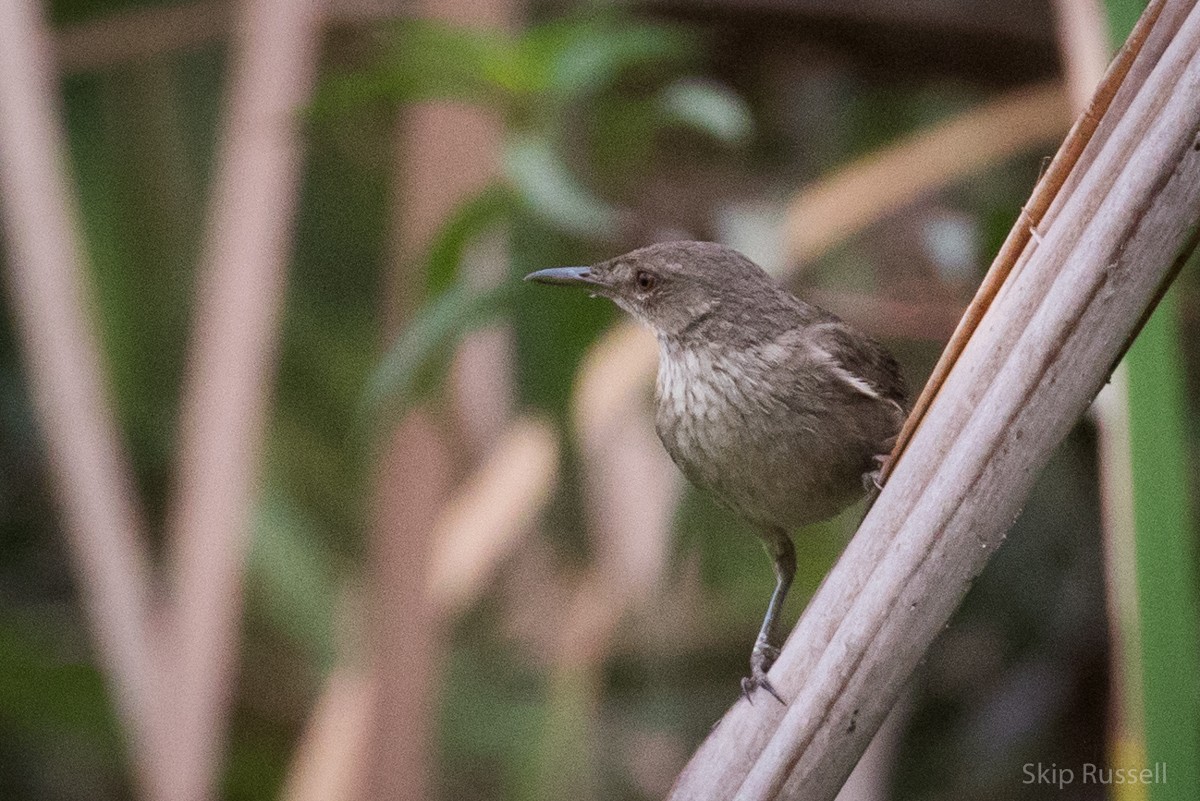 Madagascar Swamp Warbler - ML121991821