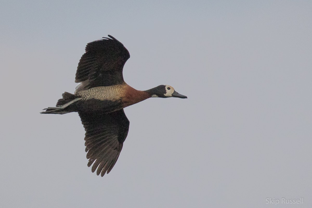 White-faced Whistling-Duck - Skip Russell