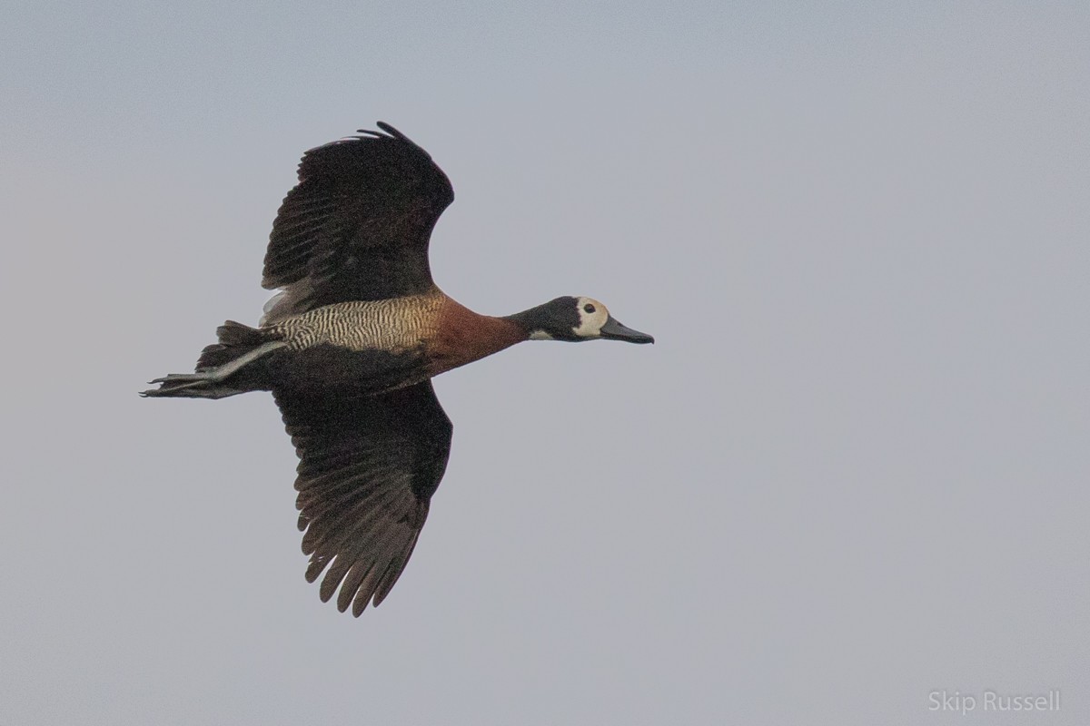 White-faced Whistling-Duck - ML121991971