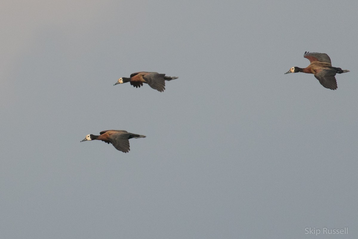 White-faced Whistling-Duck - Skip Russell