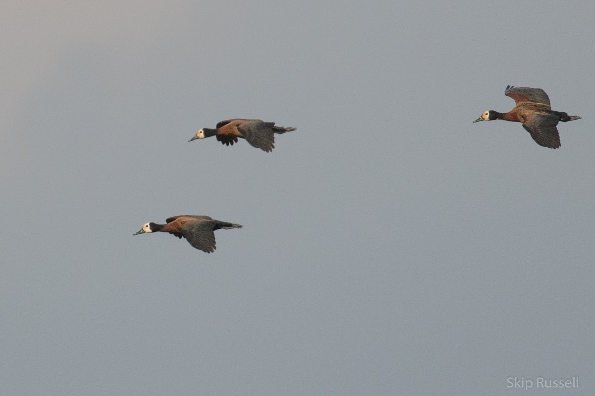 White-faced Whistling-Duck - ML121992011