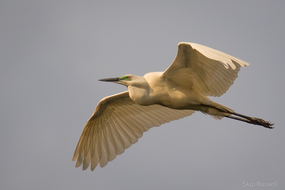 Great Egret (African) - Skip Russell