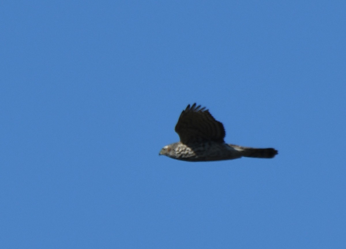 American Goshawk - ML121992391