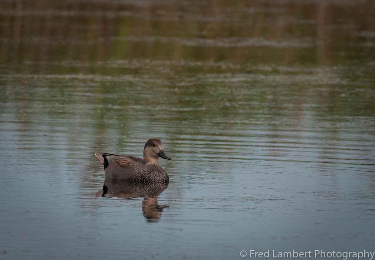 Gadwall - ML121993541