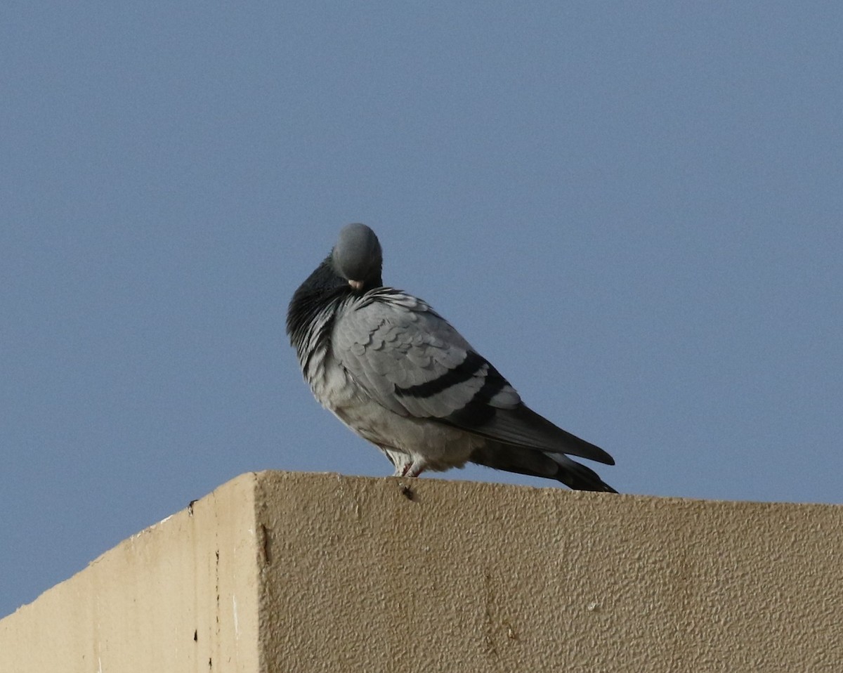 Rock Pigeon (Feral Pigeon) - Bruce  Purdy