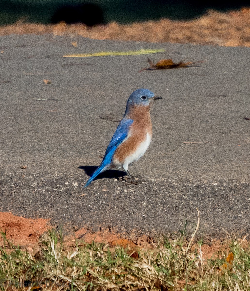 Eastern Bluebird - ML121995921