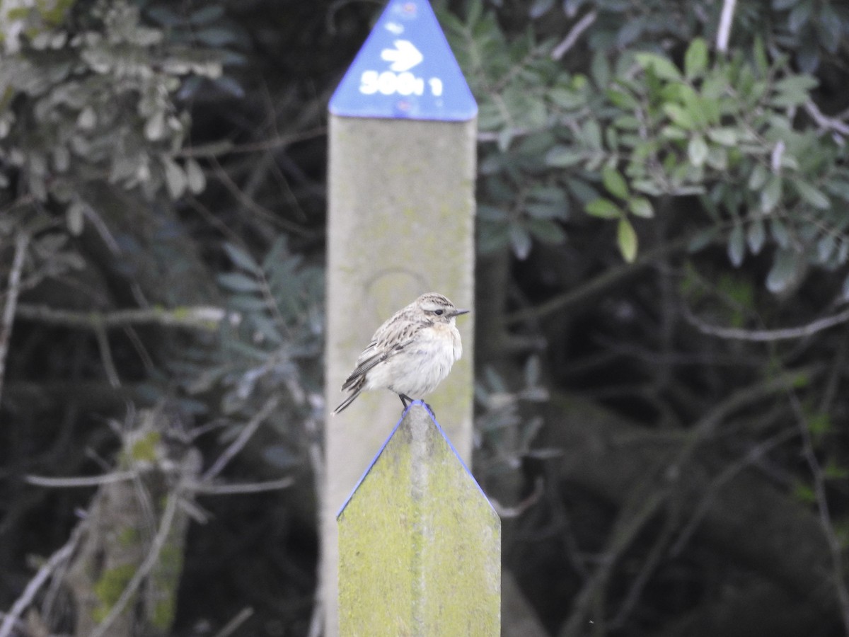 Whinchat - ML121996151