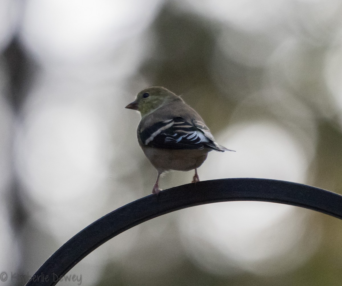 American Goldfinch - ML121996231