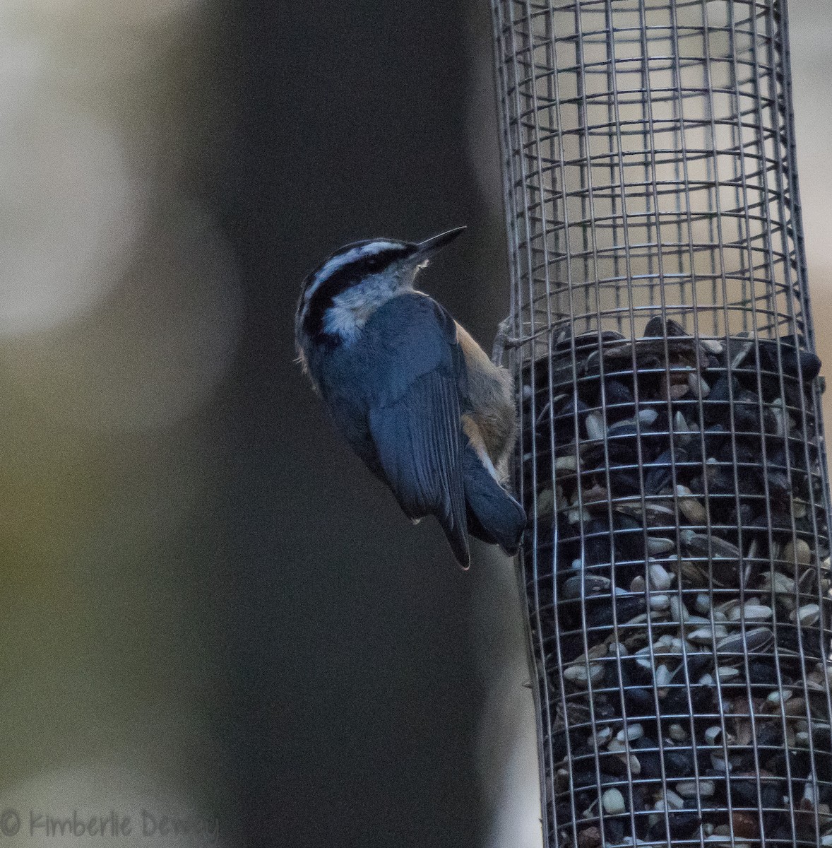 Red-breasted Nuthatch - ML121996451