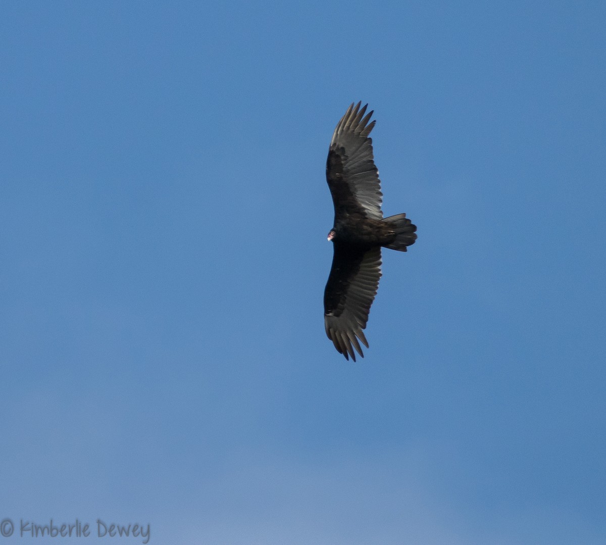 Turkey Vulture - ML121996731