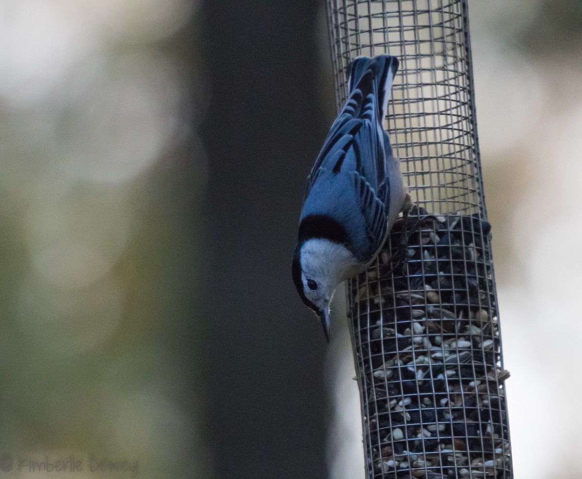 White-breasted Nuthatch - ML121996791