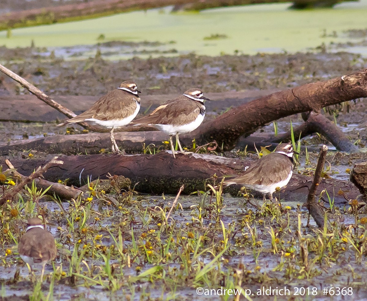 Killdeer - ML121997291