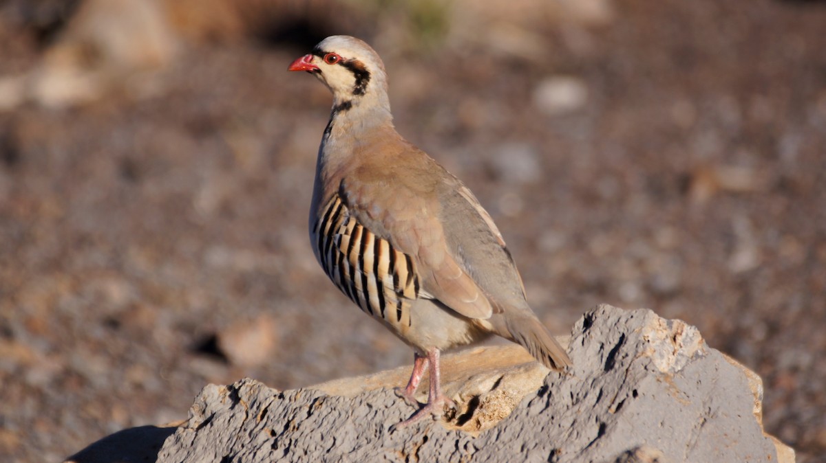 Chukar - ML121997311