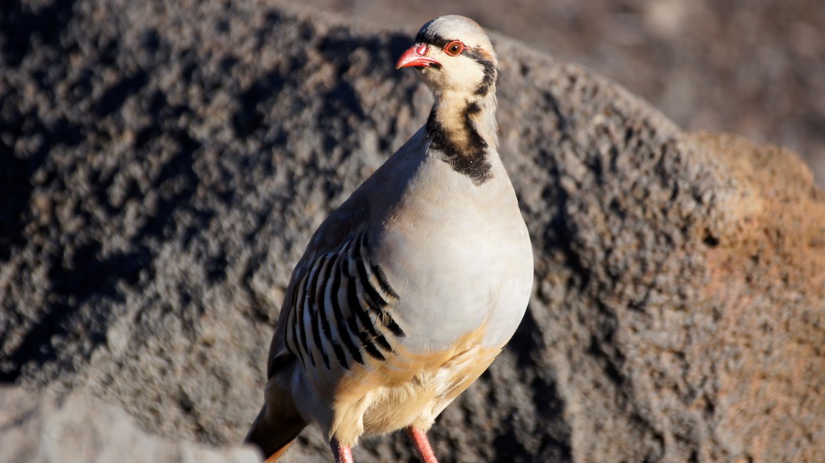 Chukar - ML121997331