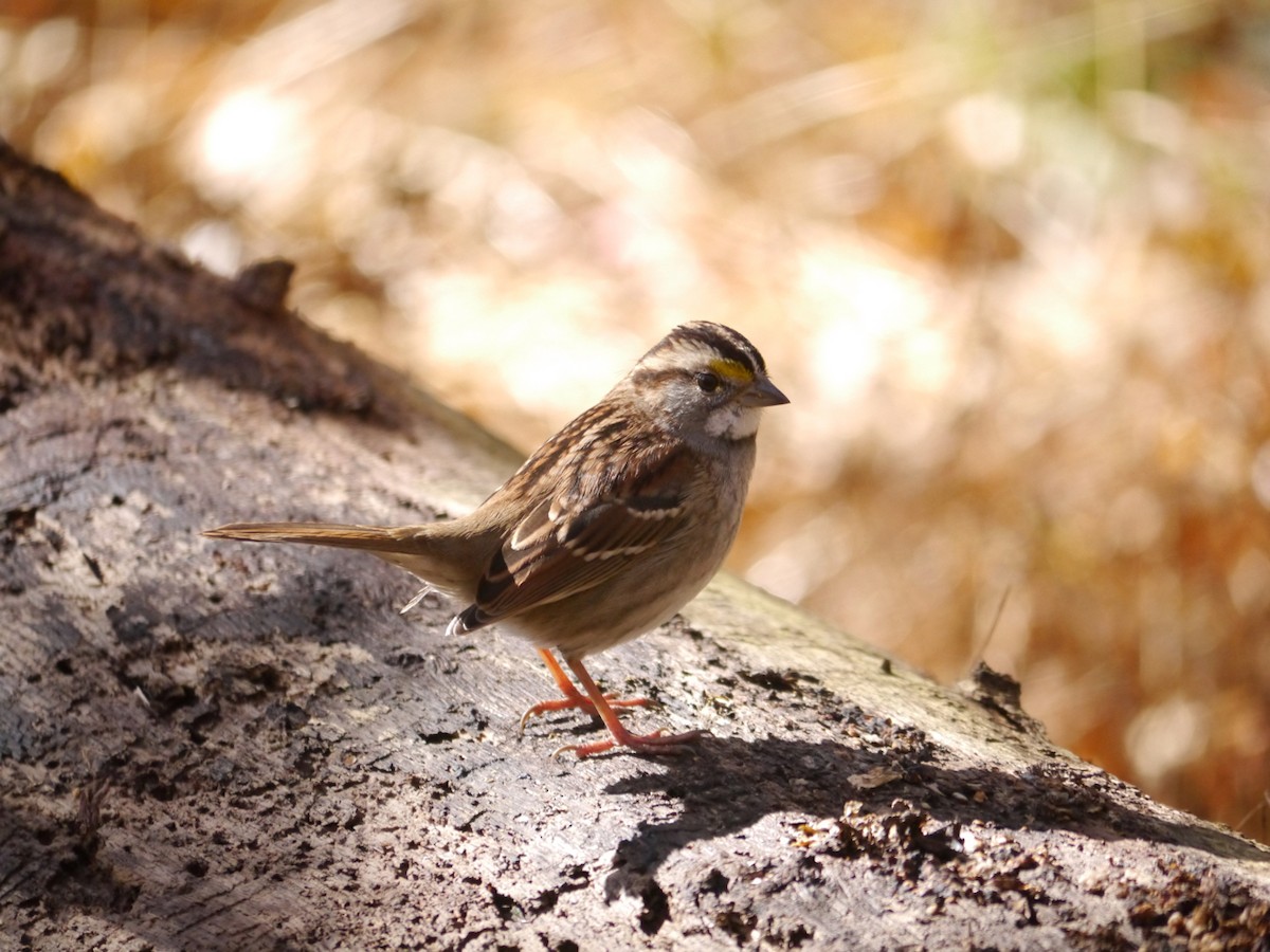 White-throated Sparrow - Tom Ostrand