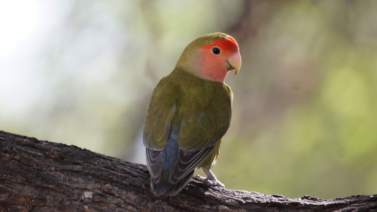 Rosy-faced Lovebird - ML121998841